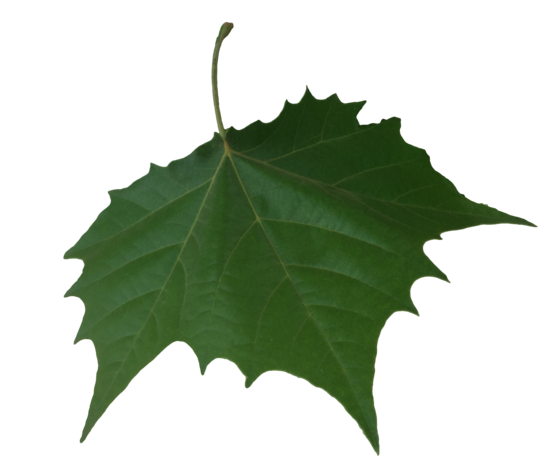 Falling Leaf Transparent PNG Image