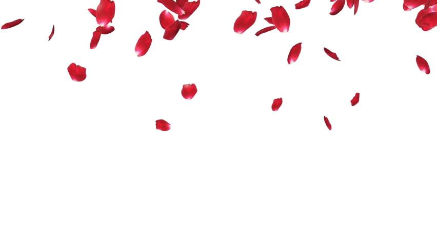 Falling Petals Transparent PNG Image