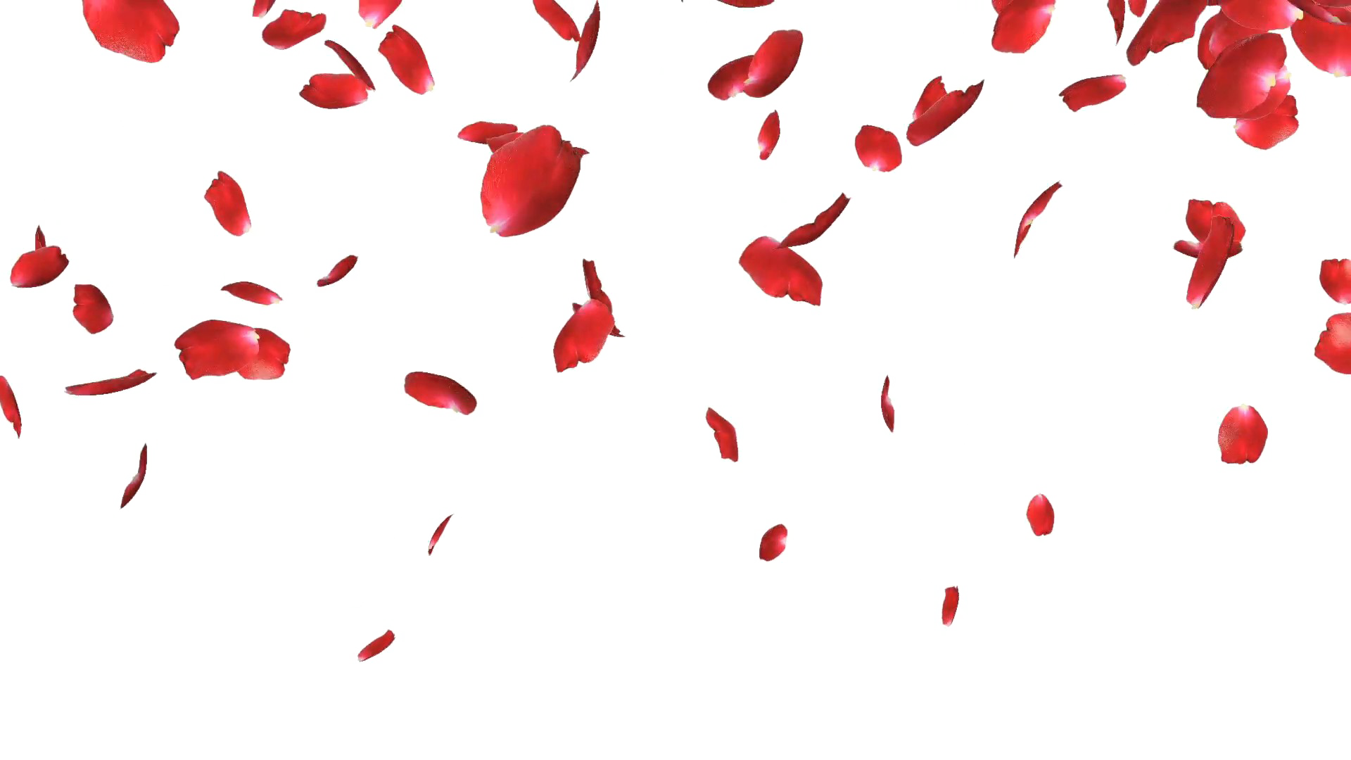 Falling Petals Transparent PNG Image