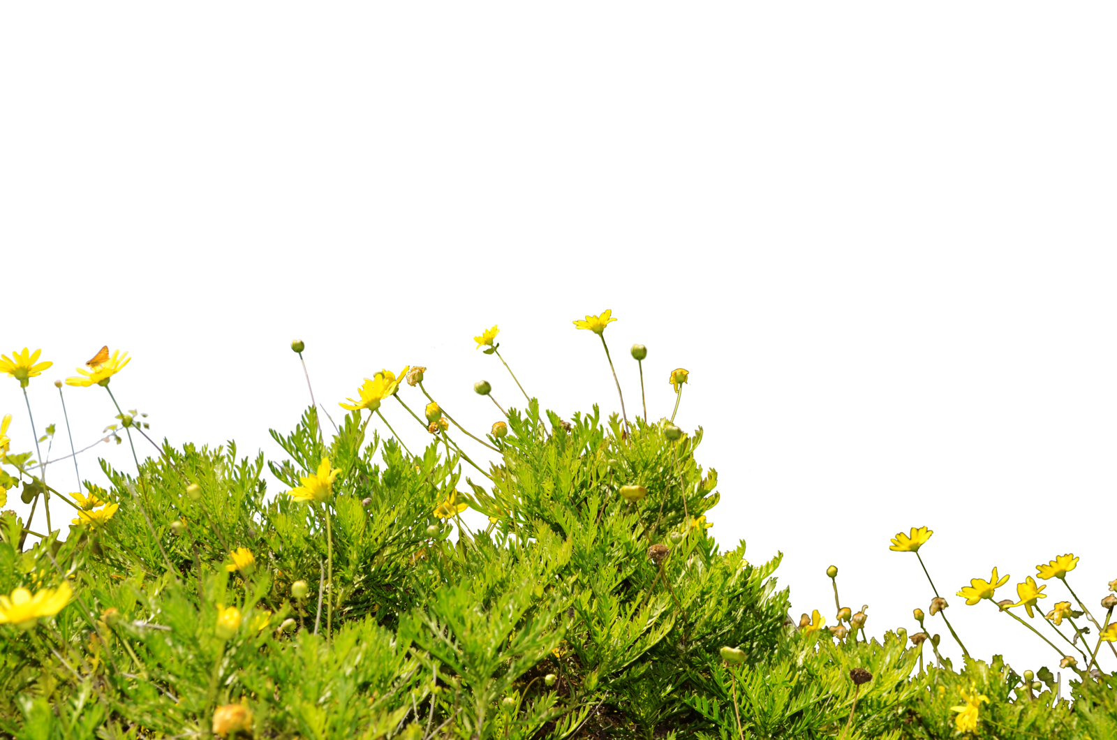 Ground Transparent PNG Image