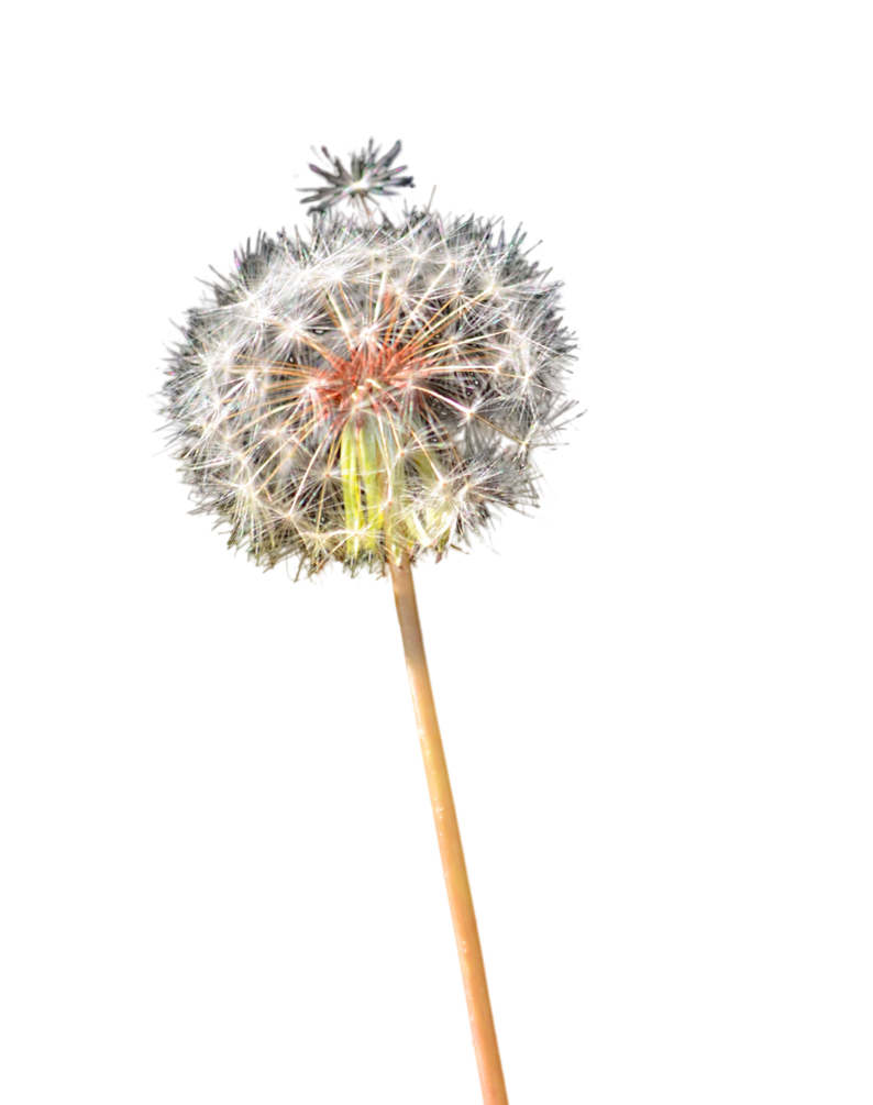 Colored Dandelion Transparent PNG Image