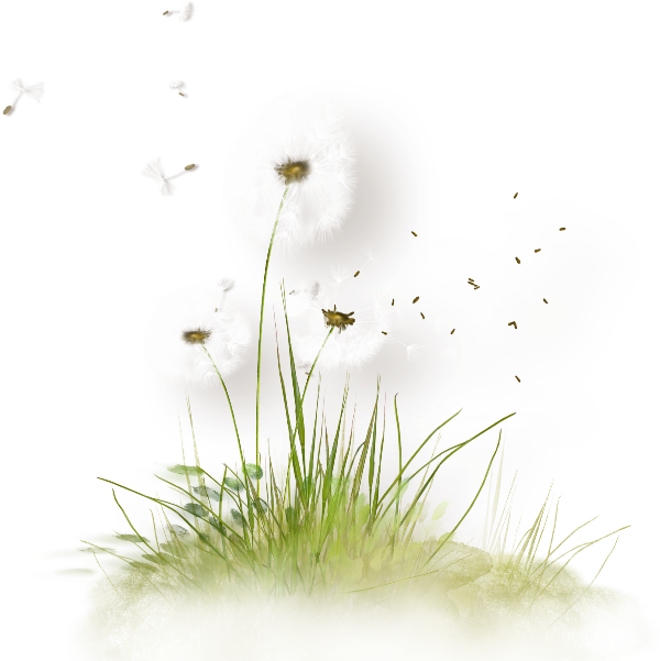 Colored Dandelion Transparent PNG Image