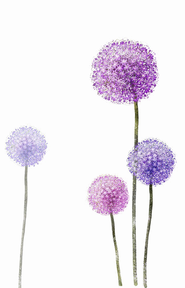 Colored Dandelion Transparent PNG Image