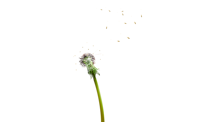 Colored Dandelion Transparent PNG Image