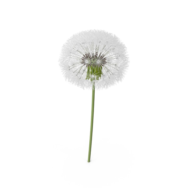 Colored Dandelion Transparent PNG Image