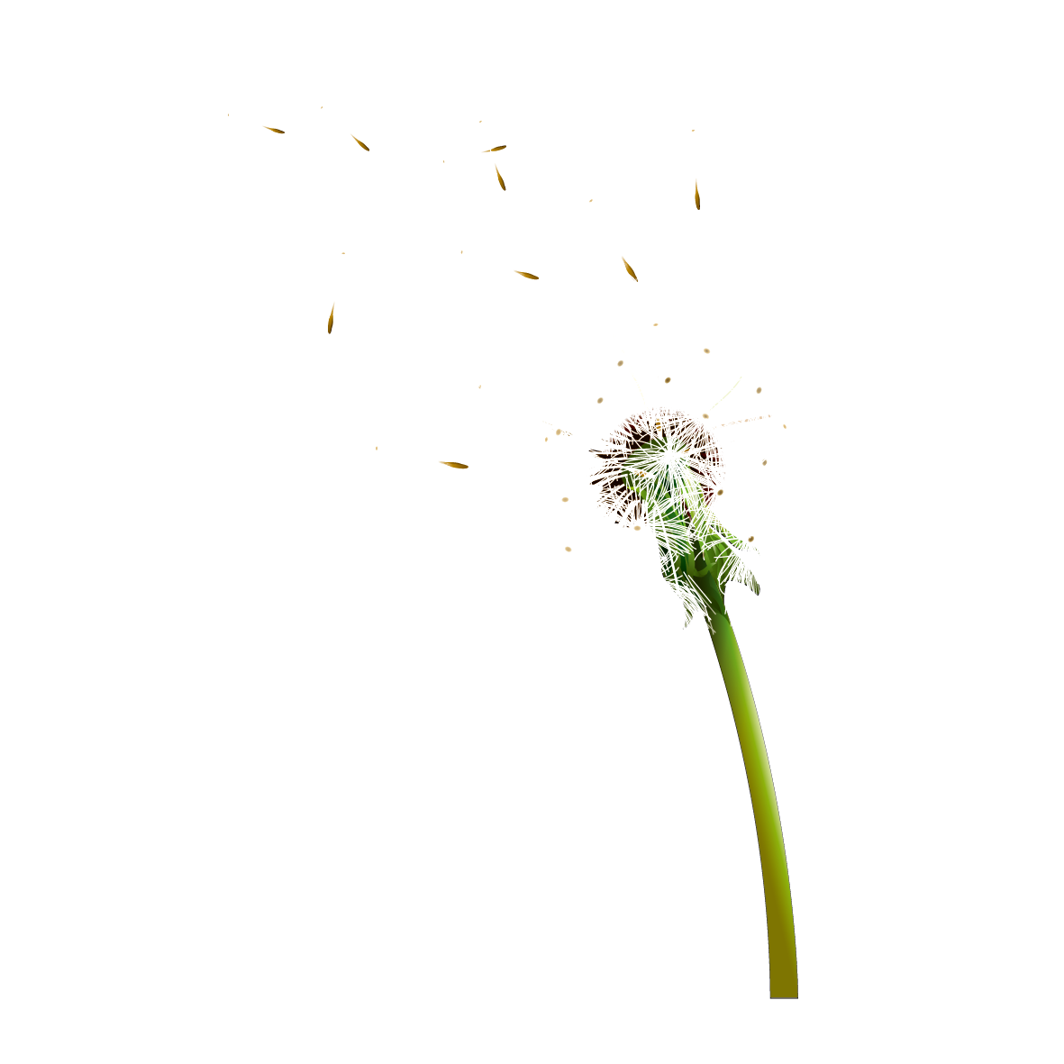 Colored Dandelion Transparent PNG Image