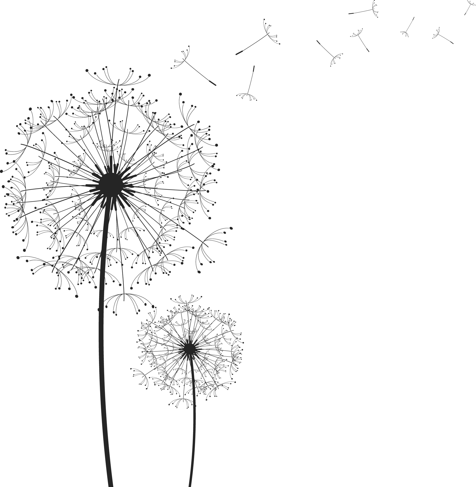 Dandelion Transparent PNG Image