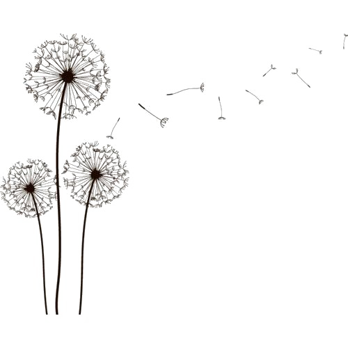 Dandelion Transparent PNG Image