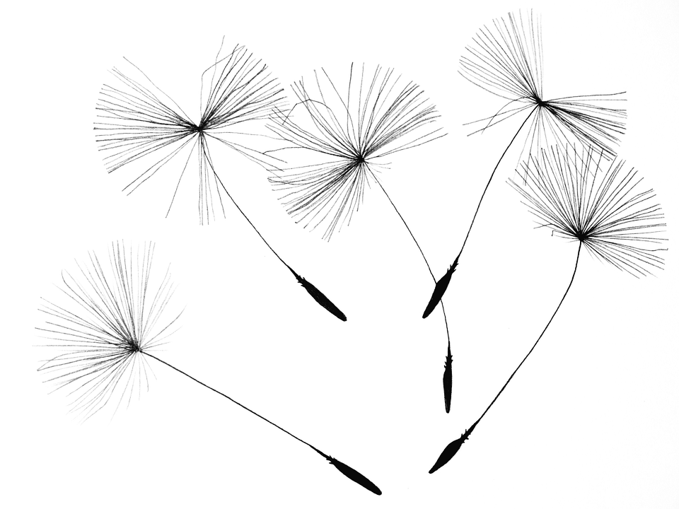 Dandelion Transparent PNG Image