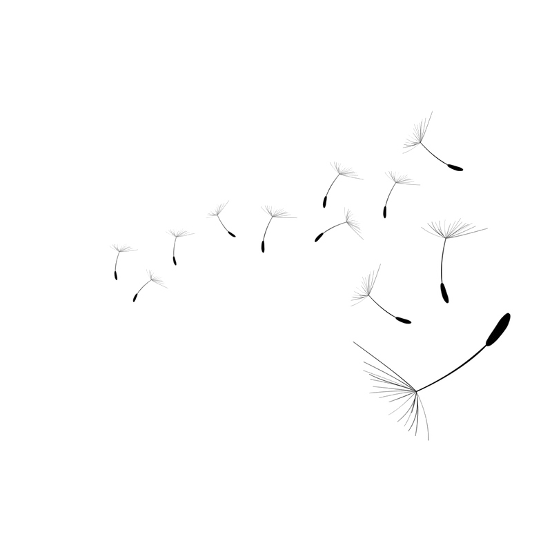 Dandelion Transparent PNG Image