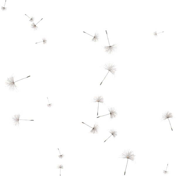 Dandelion Transparent PNG Image