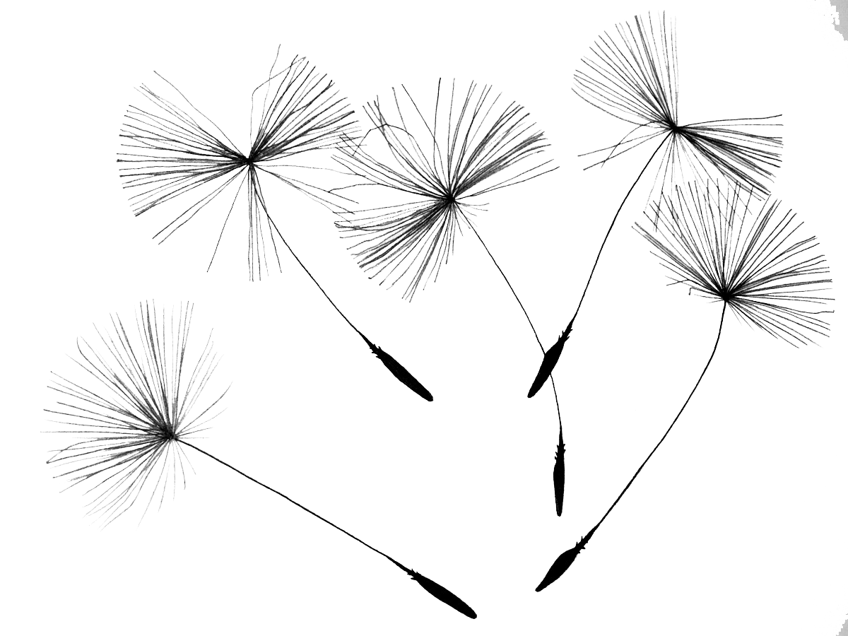 Dandelion Transparent PNG Image