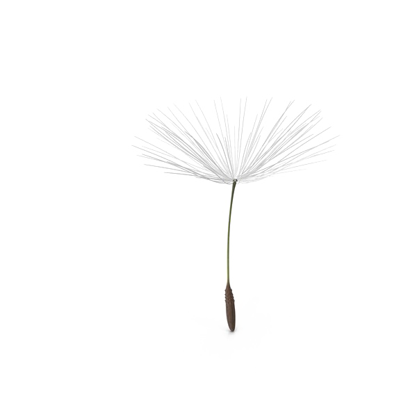 Dandelion Transparent PNG Image