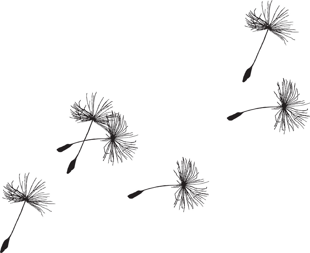 Dandelion Transparent PNG Image