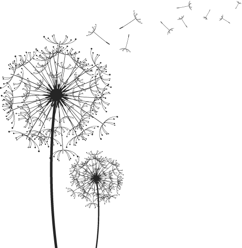 Dandelion Transparent PNG Image