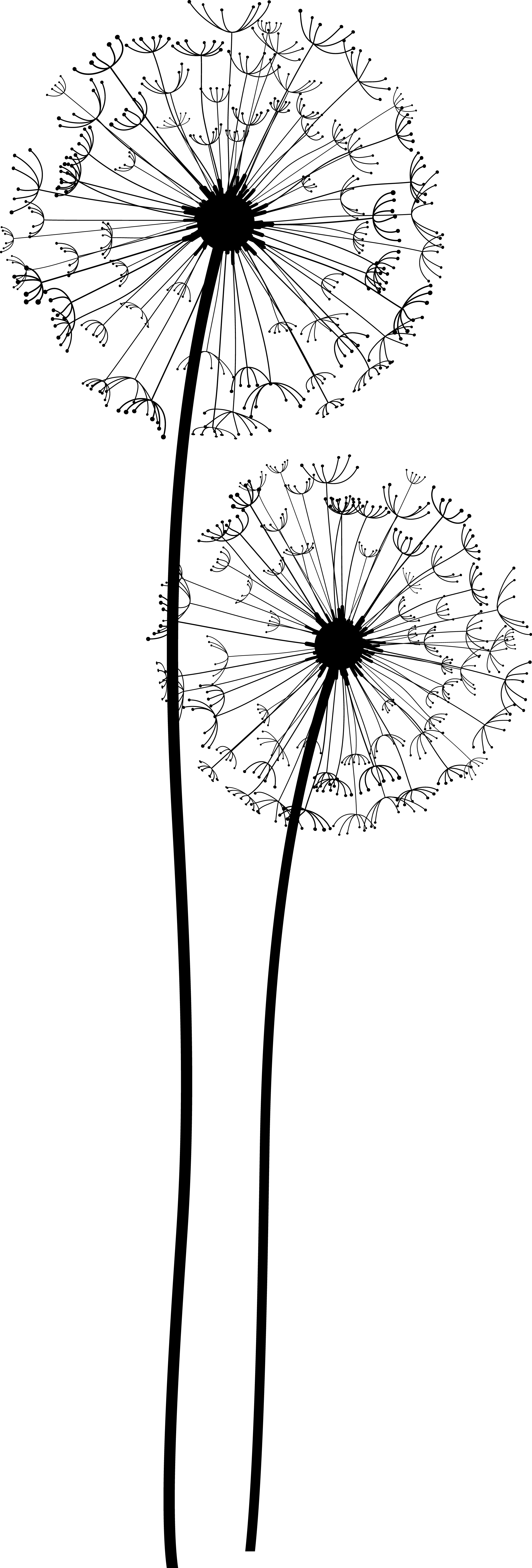 Dandelion Transparent PNG Image