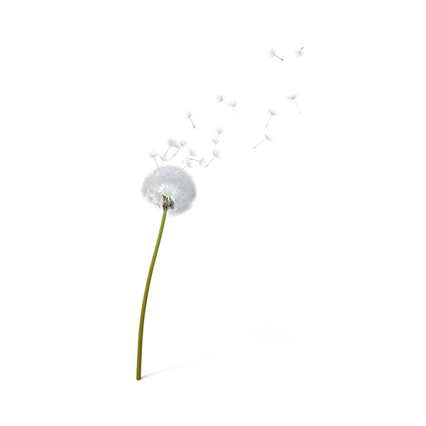 Dandelion Transparent PNG Image