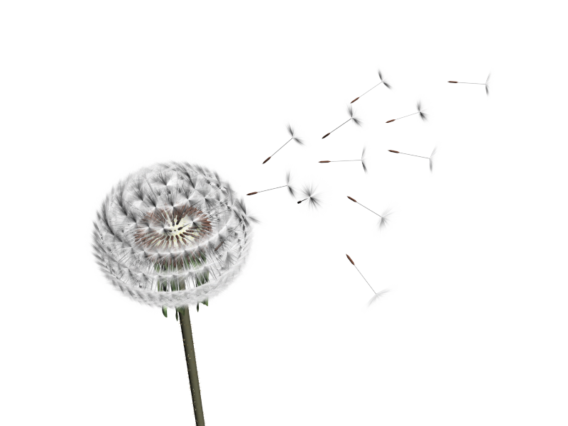 Dandelion Transparent PNG Image