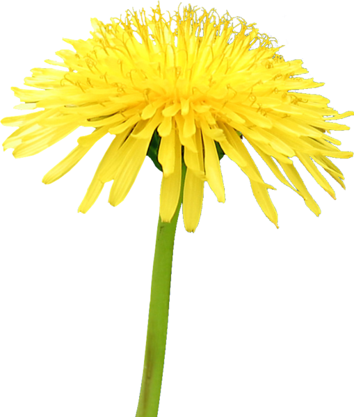Yellow Dandelion Transparent PNG Image