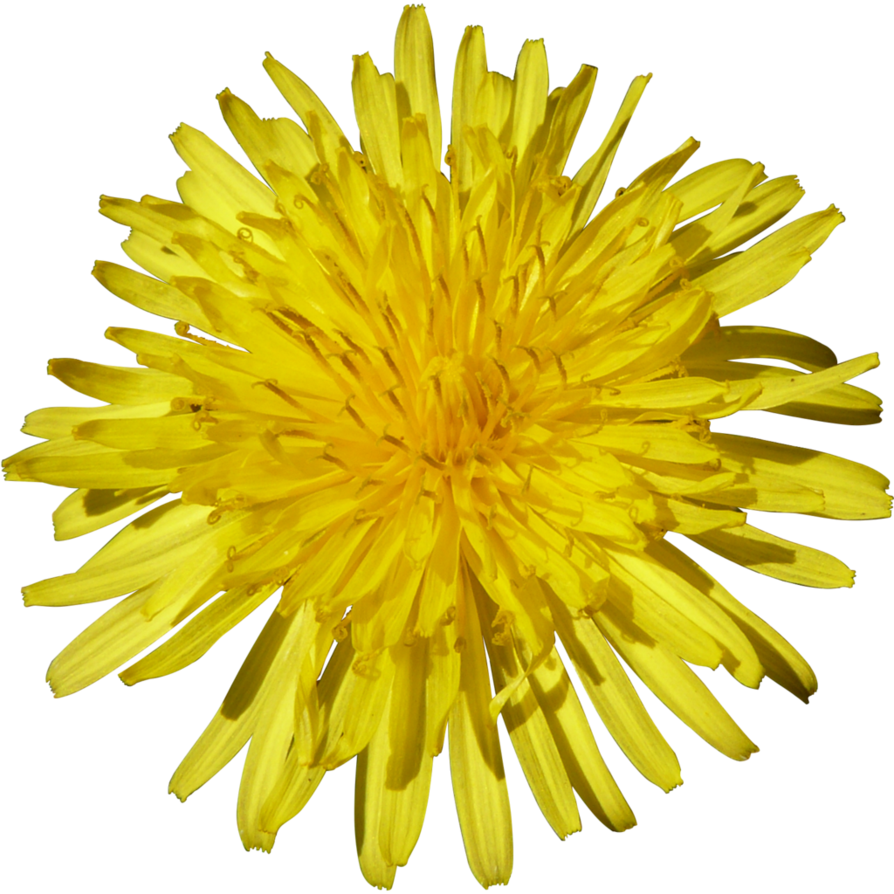 Yellow Dandelion Transparent PNG Image