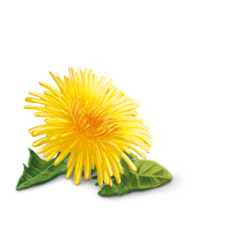 Yellow Dandelion Transparent PNG Image