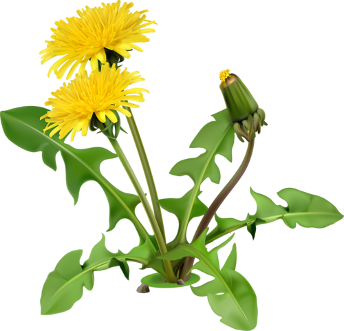 Yellow Dandelion Transparent PNG Image