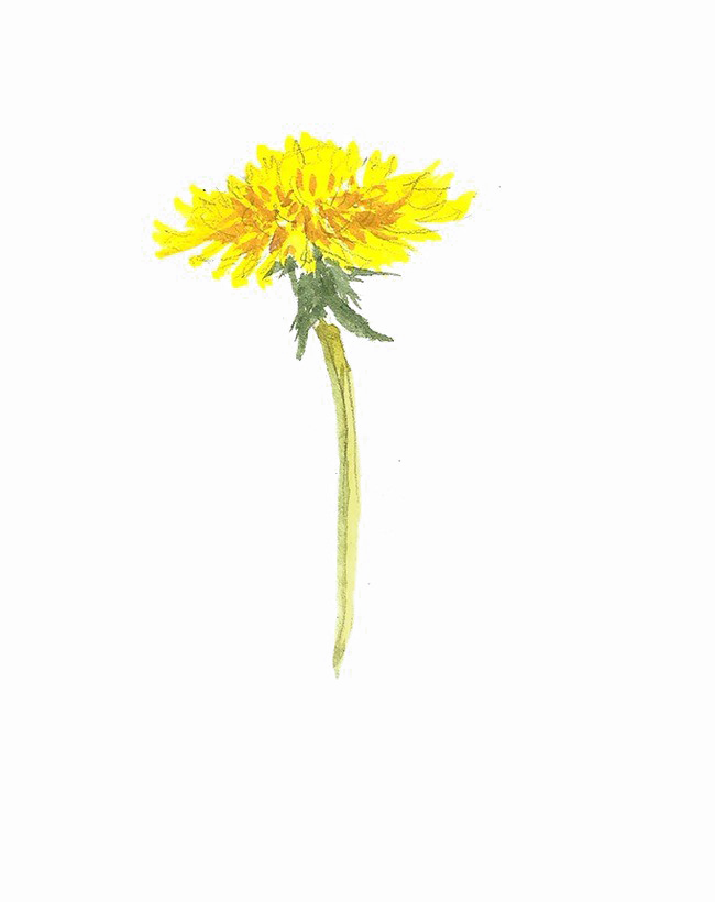 Yellow Dandelion Transparent PNG Image