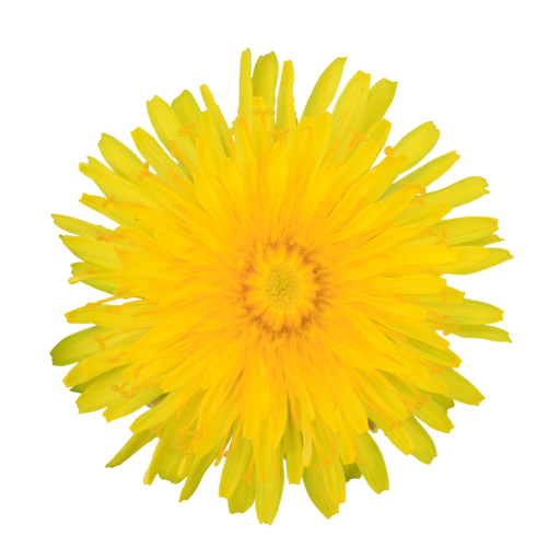 Yellow Dandelion Transparent PNG Image