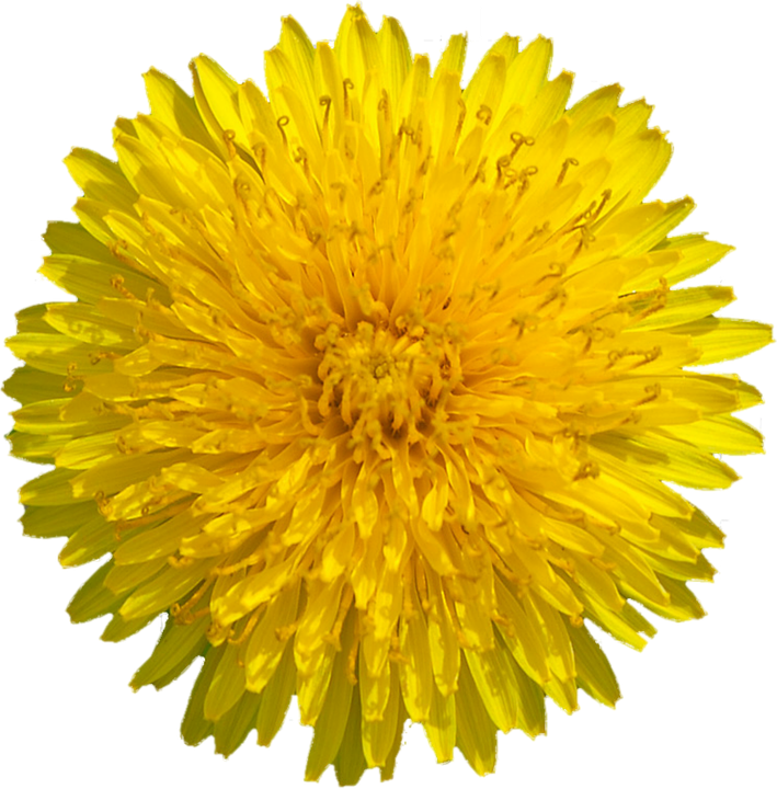 Yellow Dandelion Transparent PNG Image