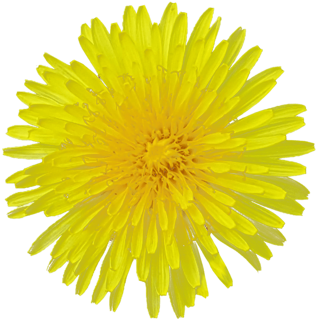 Yellow Dandelion Transparent PNG Image