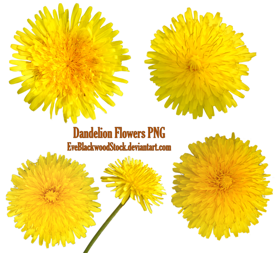 Yellow Dandelion Transparent PNG Image