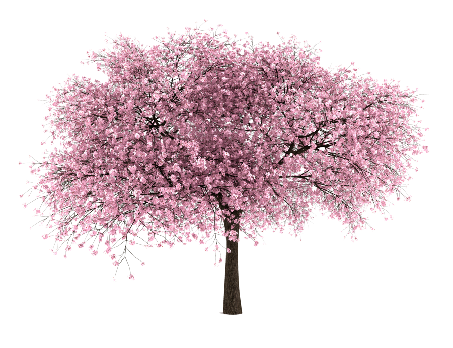 Japanese Flowering Cherry Transparent PNG Image