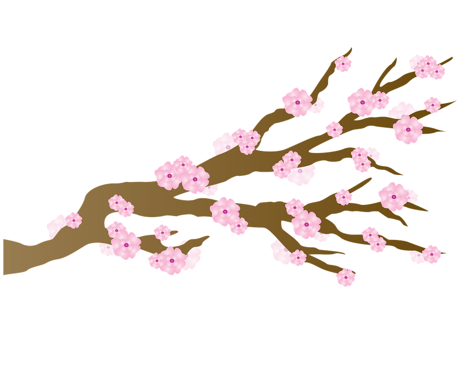 Japanese Flowering Cherry Transparent PNG Image