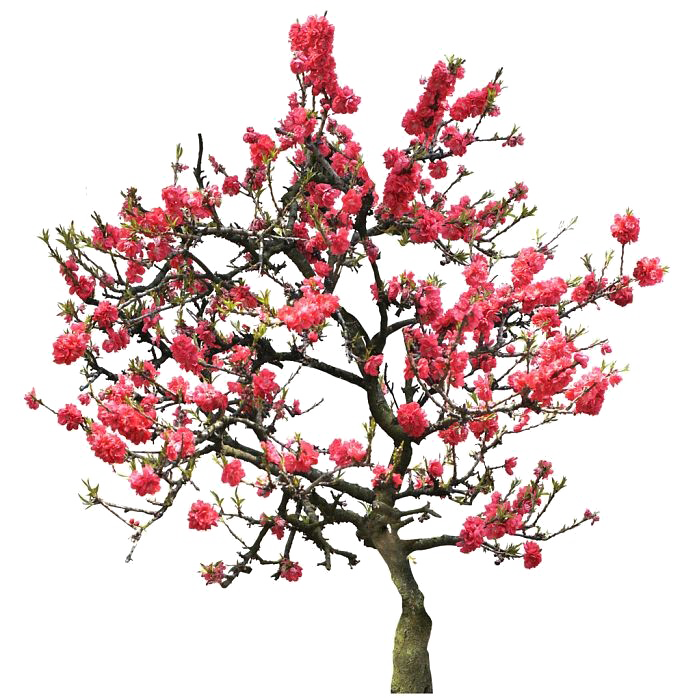 Japanese Flowering Cherry Transparent PNG Image