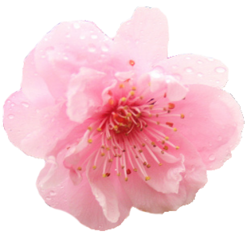 Japanese Flowering Cherry Transparent PNG Image