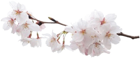 Japanese Flowering Cherry Transparent PNG Image