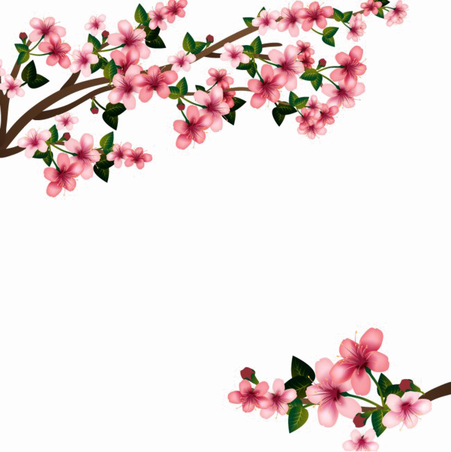 Japanese Flowering Cherry Transparent PNG Image
