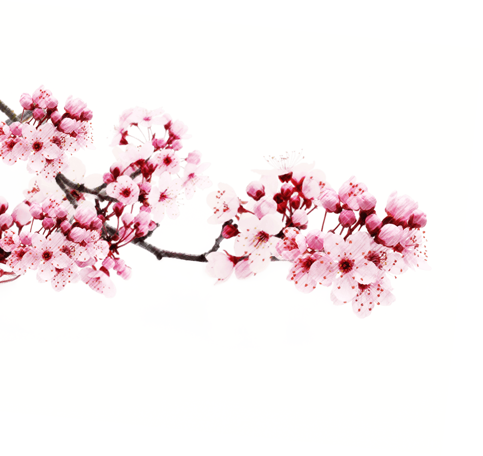 Japanese Flowering Cherry Transparent PNG Image