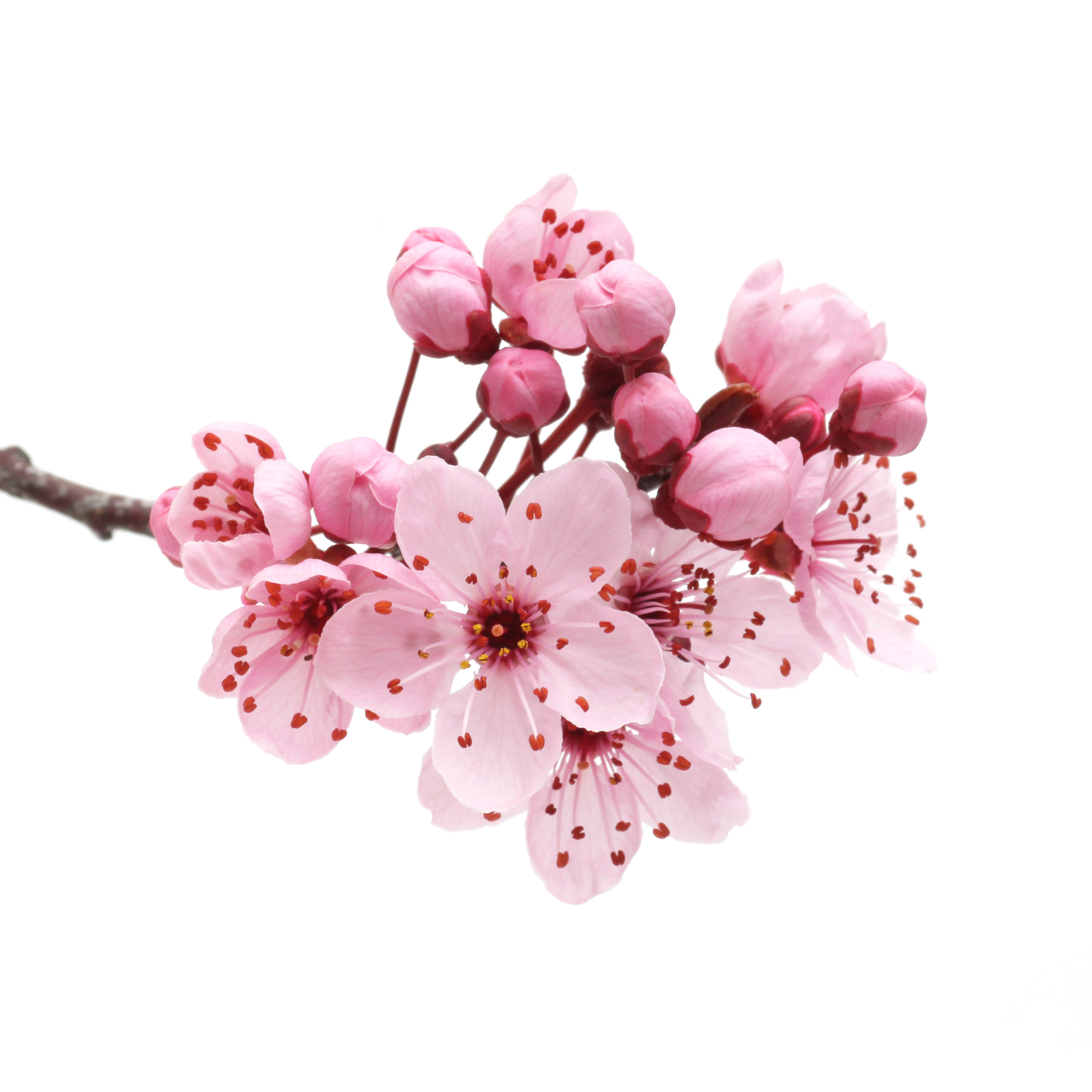 Japanese Flowering Cherry Transparent PNG Image