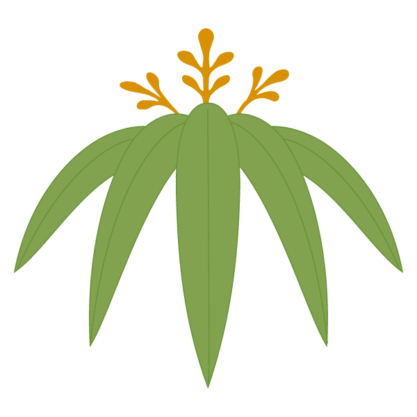 Plants Design Leaf Illustration Graphics Transparent PNG Image