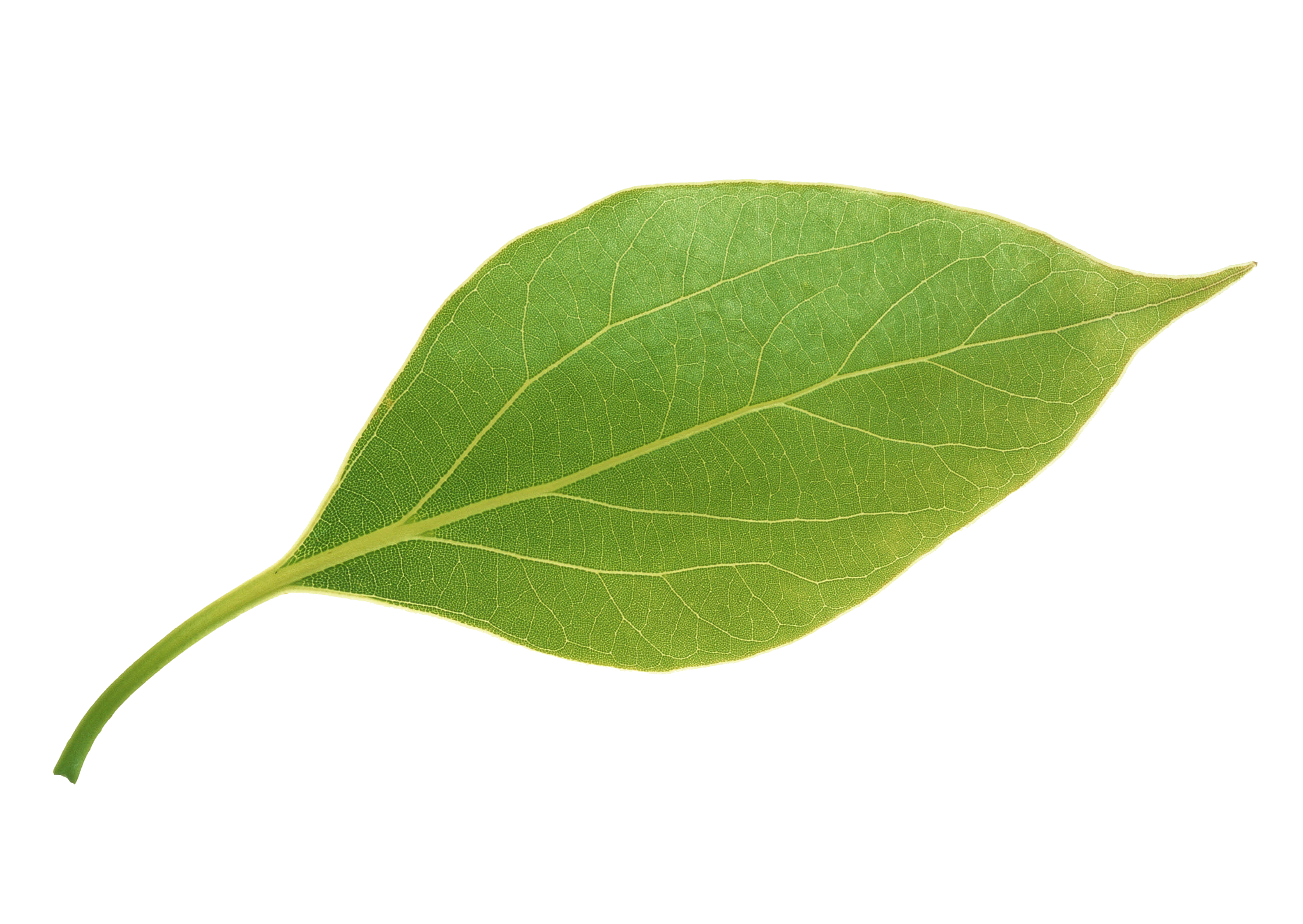 Leaves,Apple Leaves Leaf Apple Transparent PNG Image