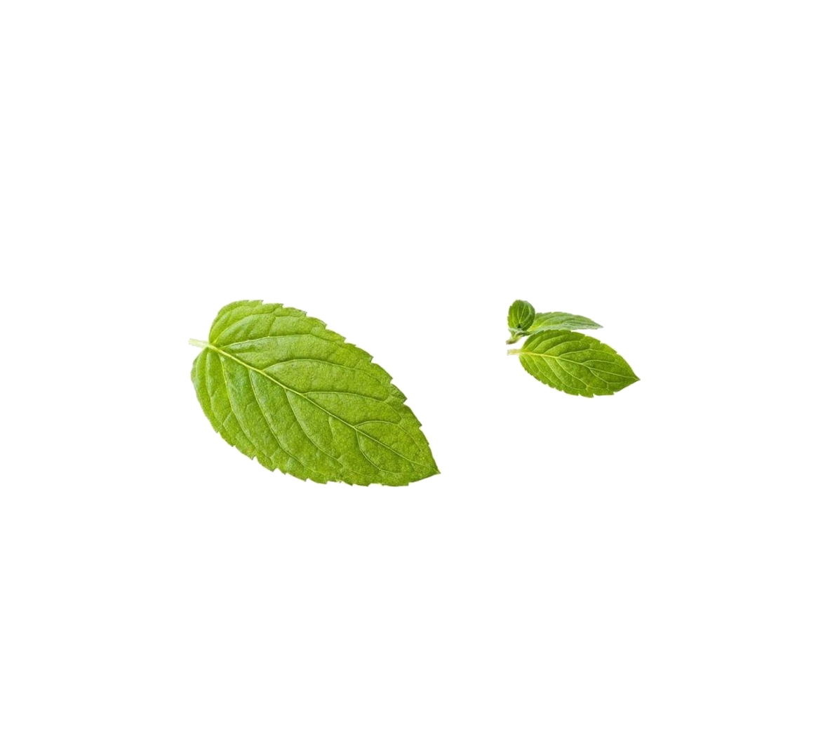 Green Mint Leaf Peppermint Transparent PNG Image