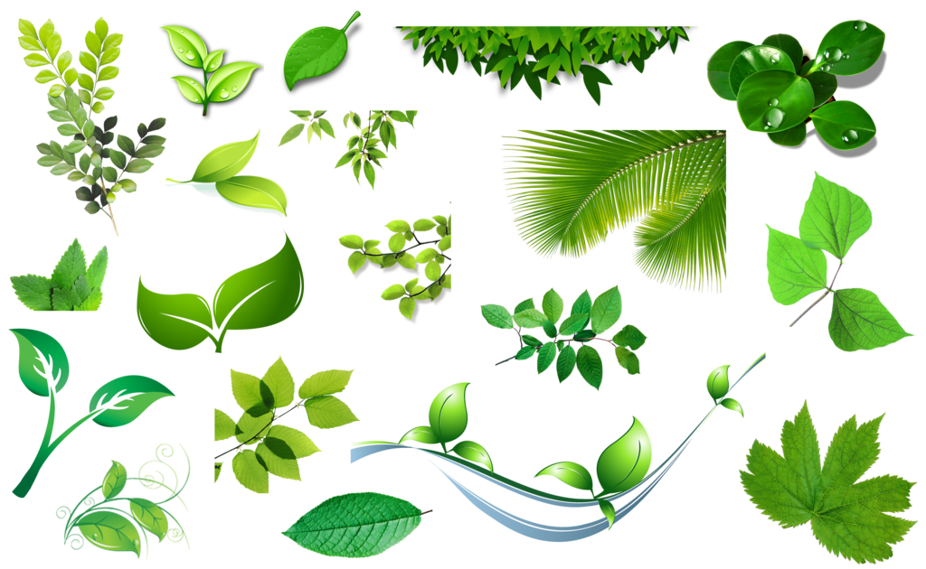 Leaves Transparent PNG Image