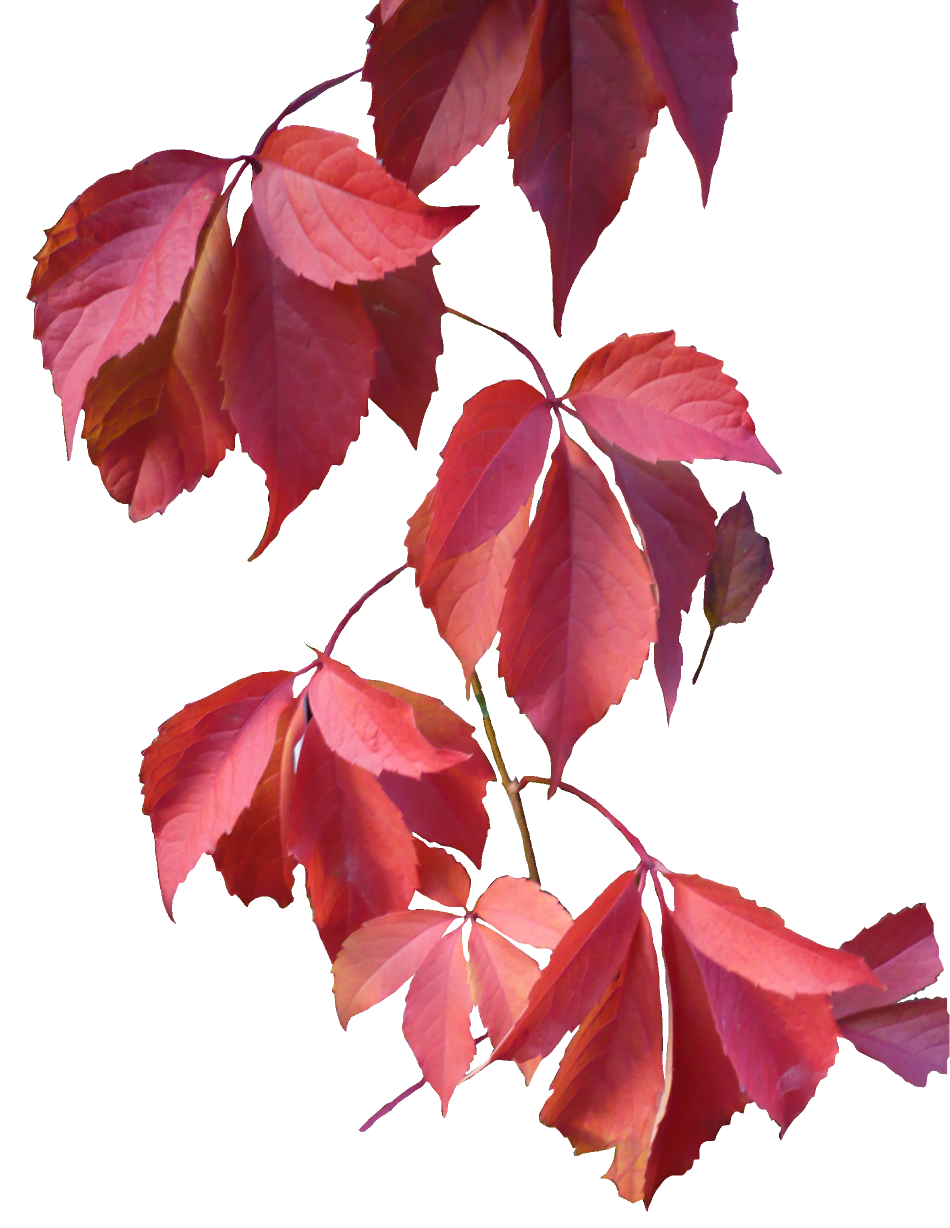 Leaves Transparent PNG Image