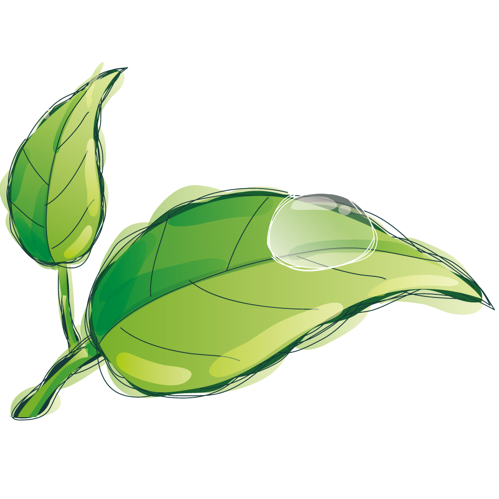Water Drop Leaf Dew Transparent PNG Image
