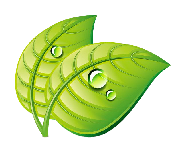Water Drop Leaf Dew Transparent PNG Image