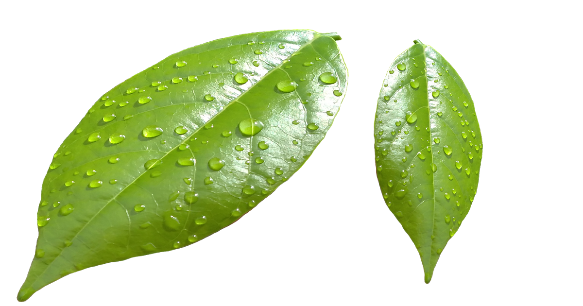 Water Drop Leaf Dew Transparent PNG Image