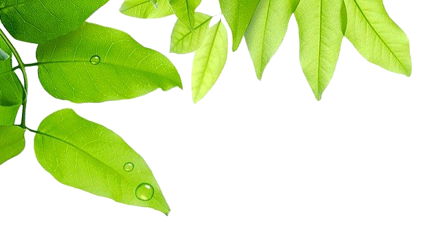 Water Drop Leaf Dew Transparent PNG Image