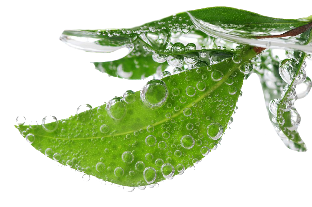 Water Drop Leaf Dew Transparent PNG Image