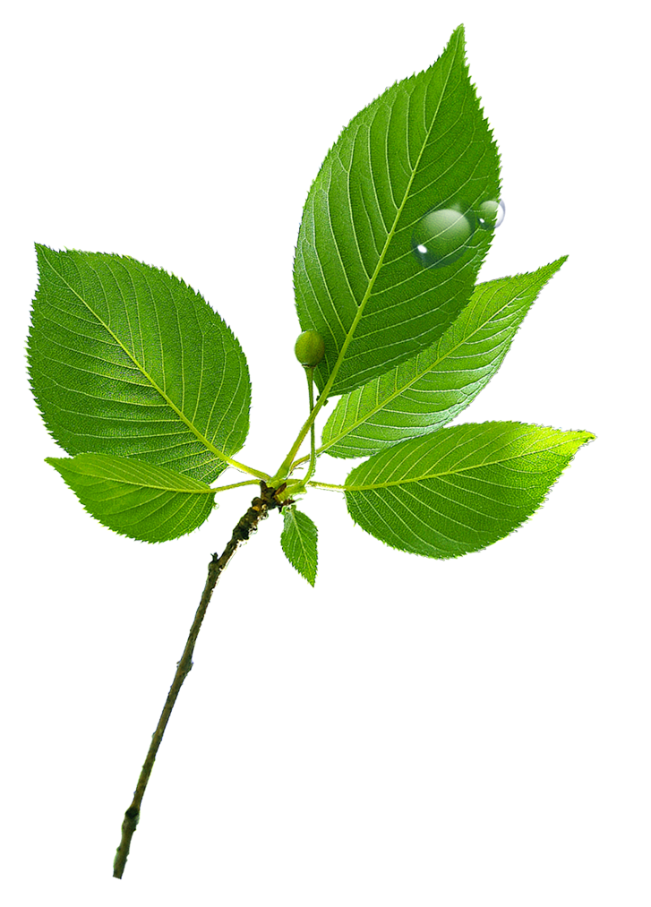 Water Drop Leaf Dew Transparent PNG Image